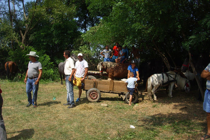 Picture 858 - Expozitia de cai 17-08-2013