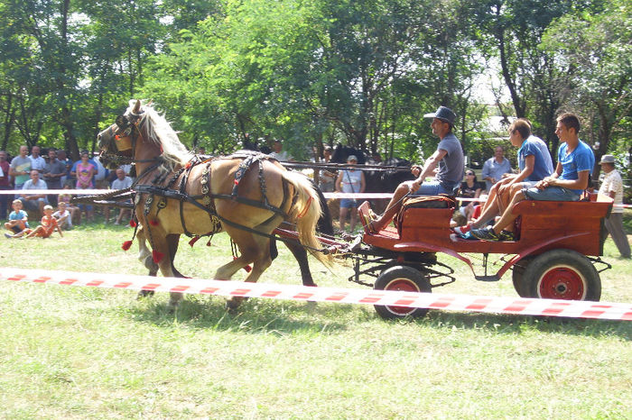 Picture 865 - Expozitia de cai 17-08-2013