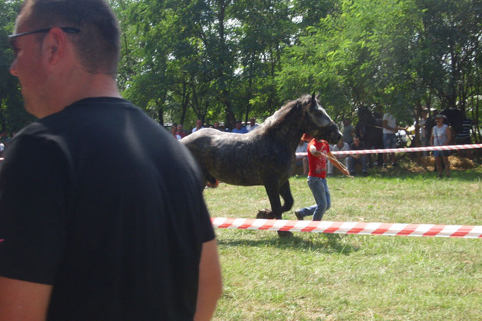 Picture 867 - Expozitia de cai 17-08-2013