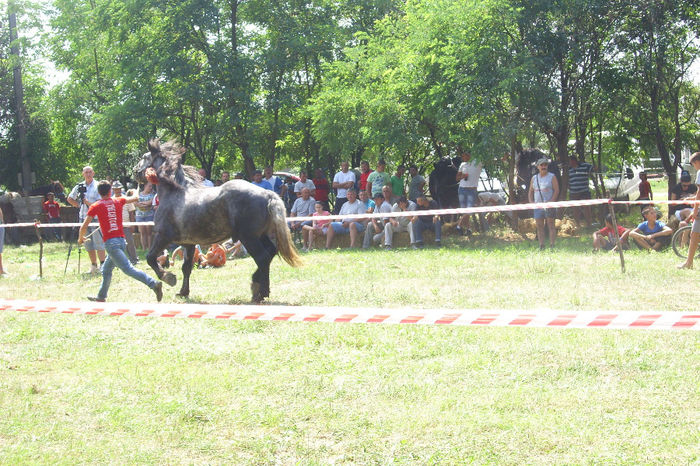 Picture 868 - Expozitia de cai 17-08-2013