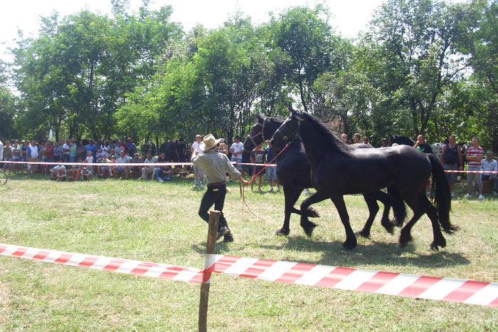 Picture 879 - Expozitia de cai 17-08-2013