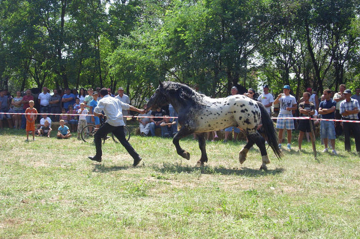 Picture 885 - Expozitia de cai 17-08-2013