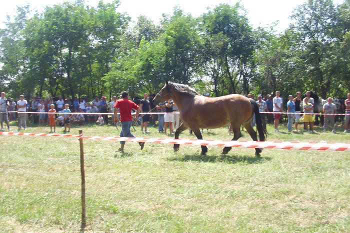 Picture 910 - Expozitia de cai 17-08-2013