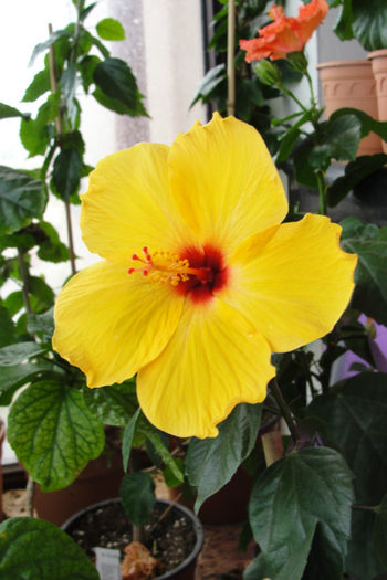  - Hibiscus-4