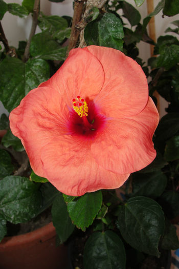  - Hibiscus-4