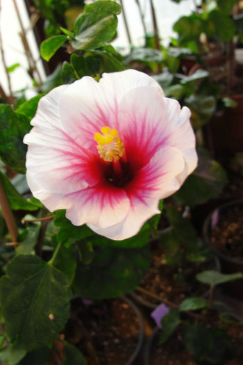  - Hibiscus-4