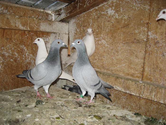Picture 031 - achizitii  noi porumbei pentru 2014