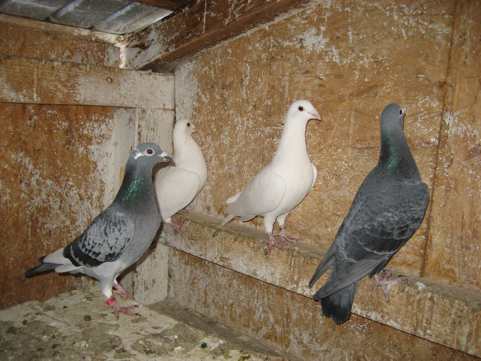 Picture 015 - achizitii  noi porumbei pentru 2014