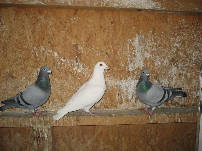 Picture 025 - achizitii  noi porumbei pentru 2014