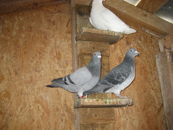 Picture 026 - achizitii  noi porumbei pentru 2014