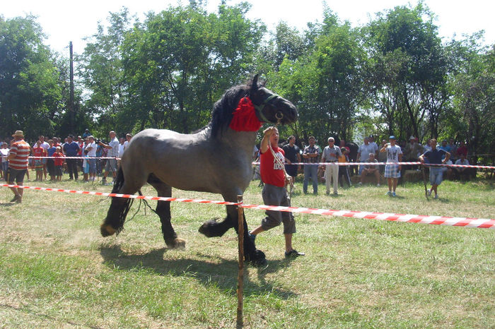 Picture 930 - Expozitia de cai 17-08-2013