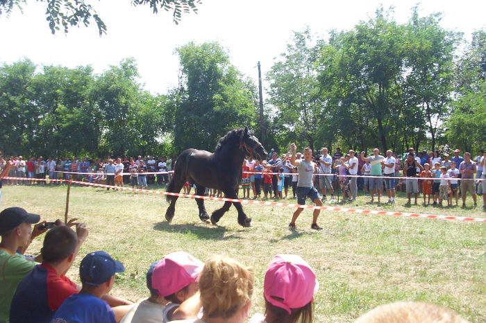 Picture 935 - Expozitia de cai 17-08-2013