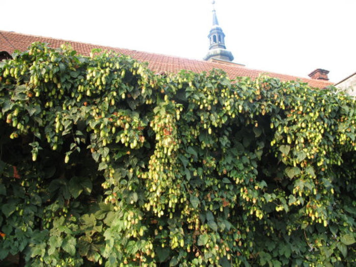 hamei decorativ - De vanzare seminte -legume-mirodenii-flori-arbori