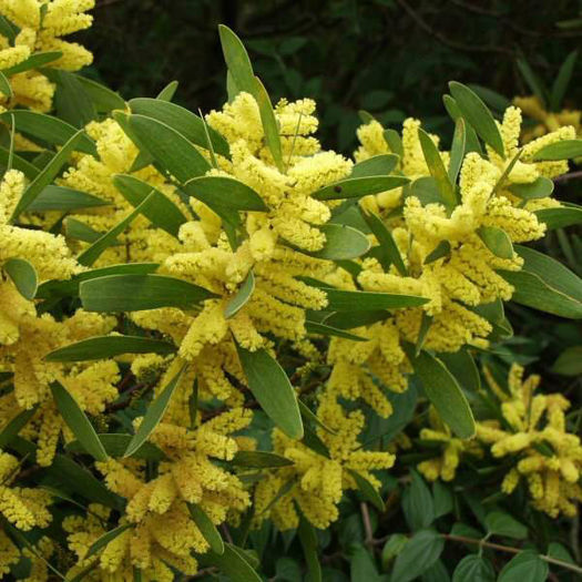 Acacia_longifolia2