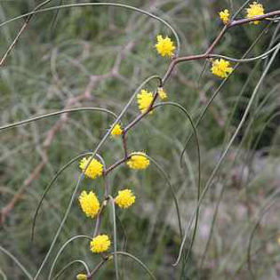 Acacia_merinthophora1