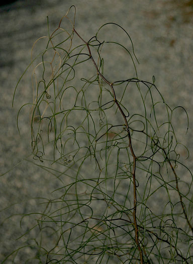 Acacia_merinthophora2