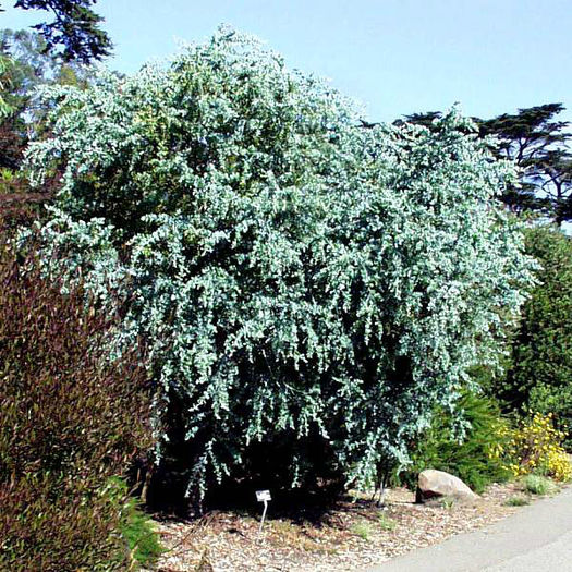 Acacia_podalyriifolia2