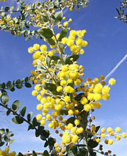 acaciapodalyriifolia