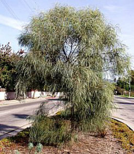 acaciastenophylla