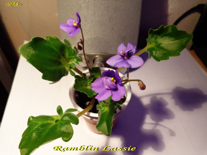 Ramblin Lassie (29-XI-2013) - Violete 2013