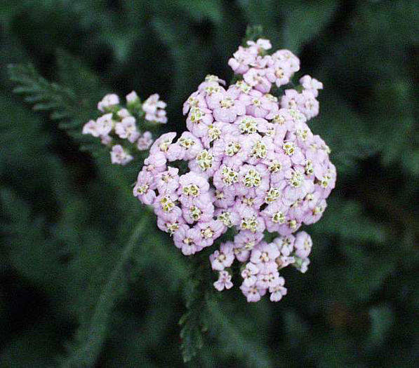 Achillea_LavenderBeauty2