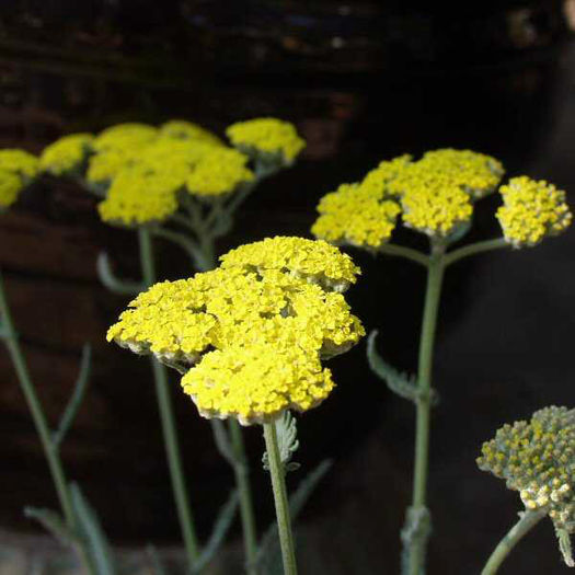 Achillea_Moonshine2