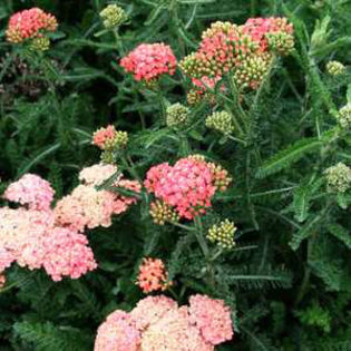 Achillea_Salmon_Beauty