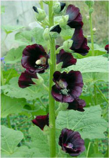 alcea-black-beauty2