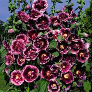 alcea-creme-cassis2