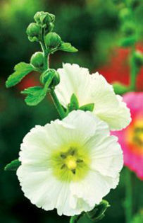 alcea-happylights-white