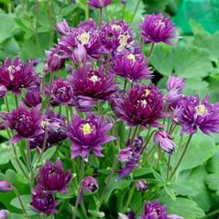 aquilegia_clementinepurple