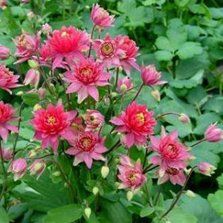 aquilegia_clementinered
