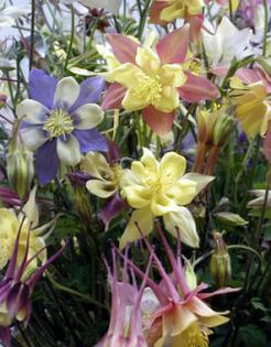 aquilegia_Mckana2