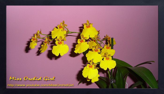 Oncidium Sweet Sugar - 1 Reinfloriri 2013