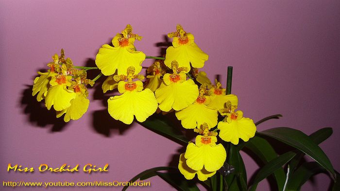 Oncidium Sweet Sugar - Orhidee Oncidium si intergenerice