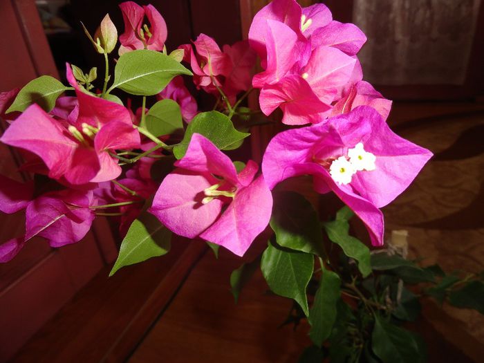 DSC08443 - 1-Bougainvillea 2013