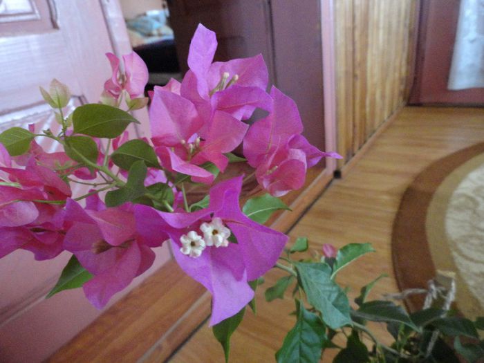 DSC08446 - 1-Bougainvillea 2013