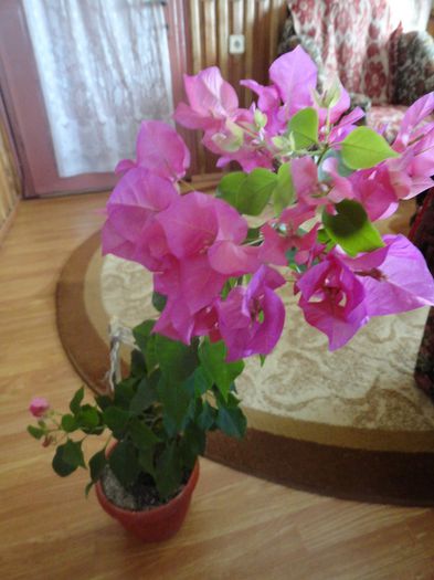 DSC08447 - 1-Bougainvillea 2013