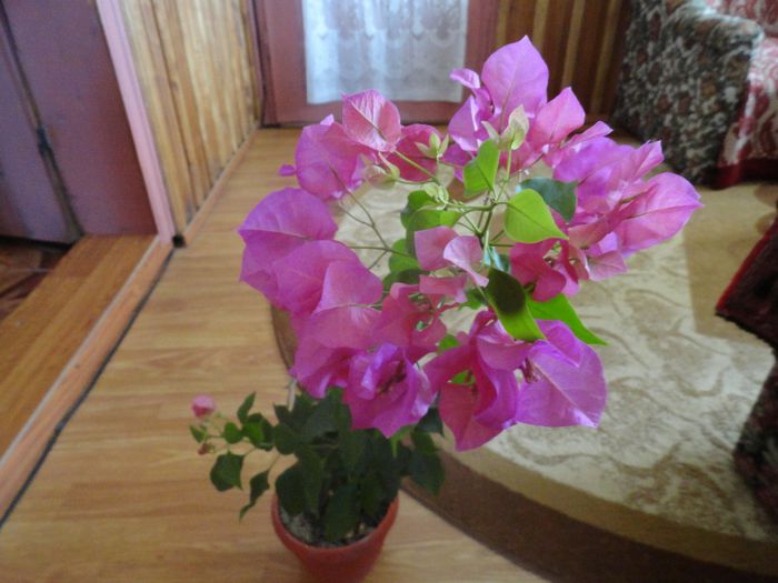 DSC08448 - 1-Bougainvillea 2013