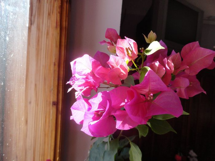 DSC08449 - 1-Bougainvillea 2013