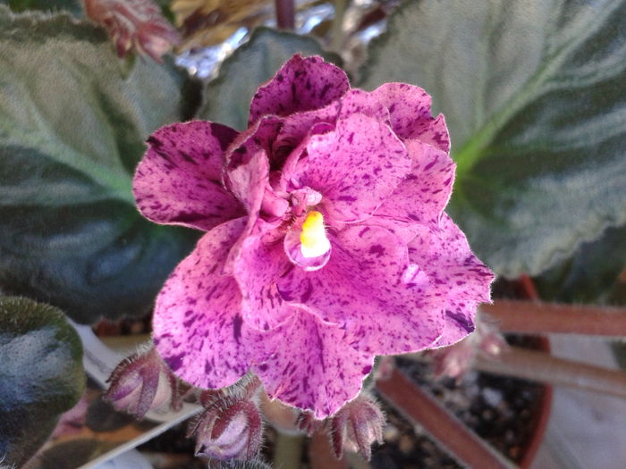 2013-11-28 09.49.01 - Violete minunate