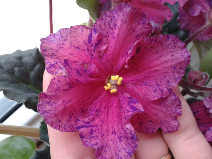 2013-11-26 14.08.36 - Violete minunate