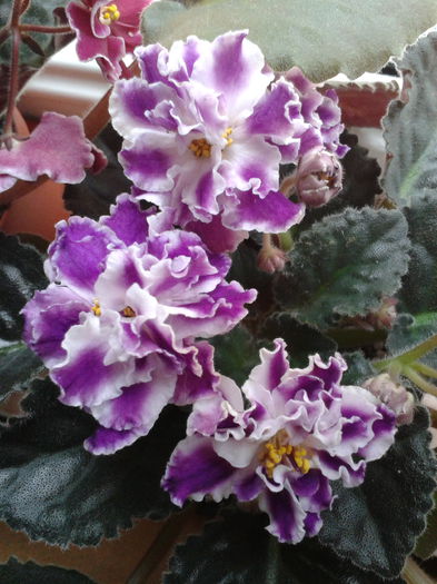 2013-11-26 14.09.00 - Violete minunate