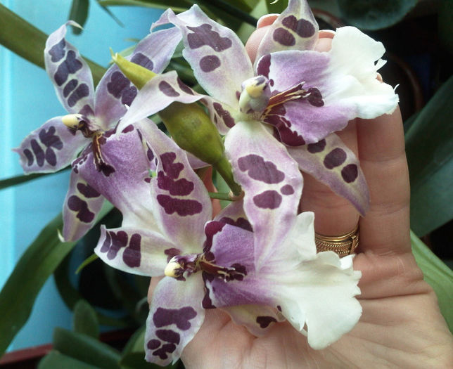 IMG122 - Reinfloriri orhidee 2013