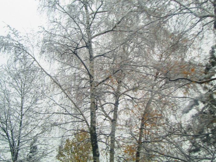 IMG_1040 - A venit iarna pentru doua zile