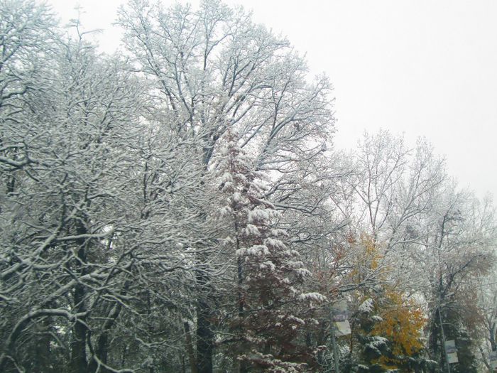 IMG_1048 - A venit iarna pentru doua zile