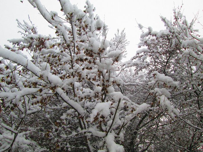 IMG_1090 - A venit iarna pentru doua zile