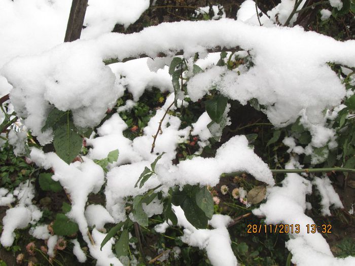 IMG_1194 - A venit iarna pentru doua zile