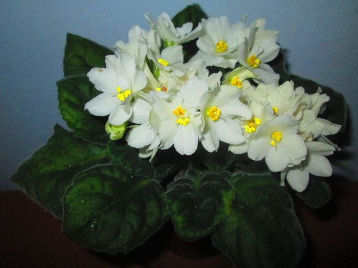 IMG_1025 - Florile mele in noiembrie