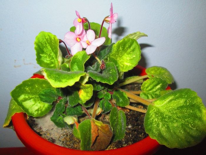 IMG_1027 - Florile mele in noiembrie